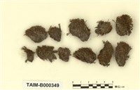 藏品(細葉澤苔)的圖片